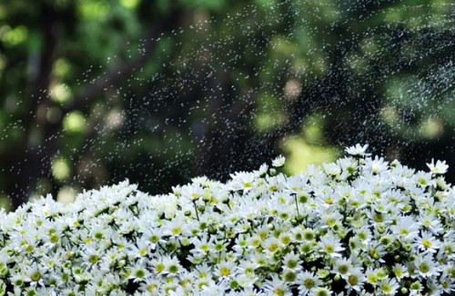 cuc-hoa-mi-voi-ghe-luoi-hat-xop-babykid