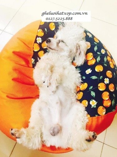 thu-cung-cung-ghe-luoi-hat-xop