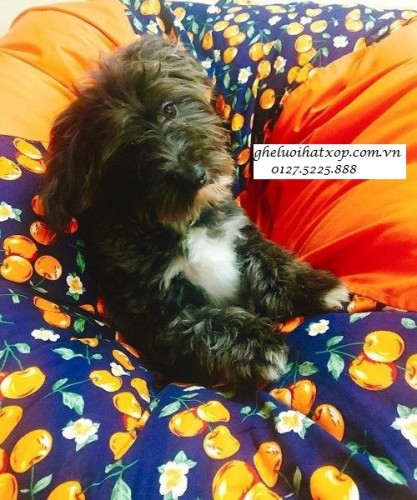 cho-cung-cung-ghe-luoi-hat-xop